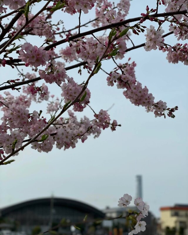 桜の季節になりました🌸

#リード整骨院泉佐野 
#末広公園 
#桜 
#スカイゲートホテル関西エアポート 
#新年度スタート 
#写真下手め