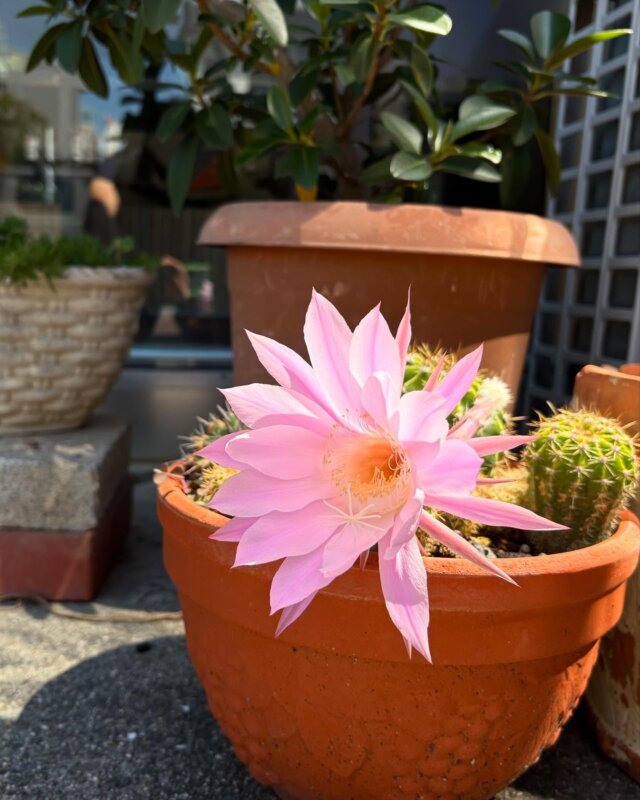 先日、患者様から頂いたサボテンの花が咲きました！
1日だけ咲く花とのことでしたので思い出に投稿しました（笑）

#リード整骨院泉佐野院 
#サボテンの花 
#めずらしいはな 
#花好き 
#花好きの院長