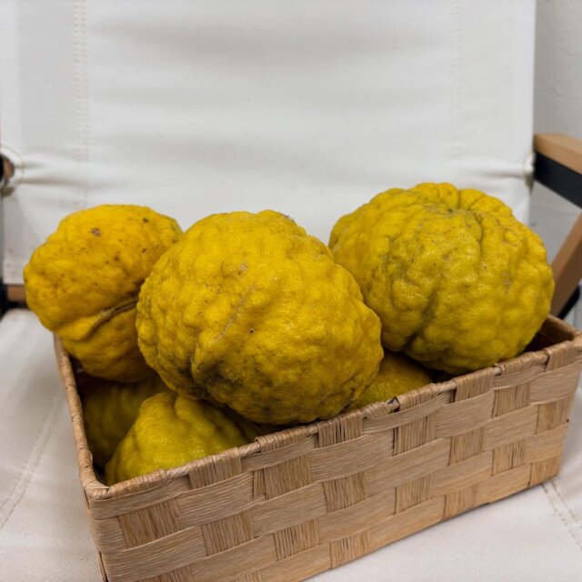 【冬至(鬼柚子)】

12月22日は冬至⛄️
頂き物で数に限りはありましたが、
今年も鬼柚子をお配りしました！
柚子風呂を堪能していただければと思います🛀🏻♨️

寒暖差があり体調管理も大変ですが、
みなさまお気をつけください🙇

#リード整骨院泉佐野院 
#柚子風呂 
#体調管理にお気をつけください 
#冬至 
#おにゆず